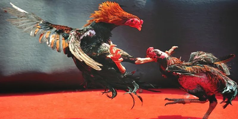 zbetvn bắn cá h5 chơi ngay