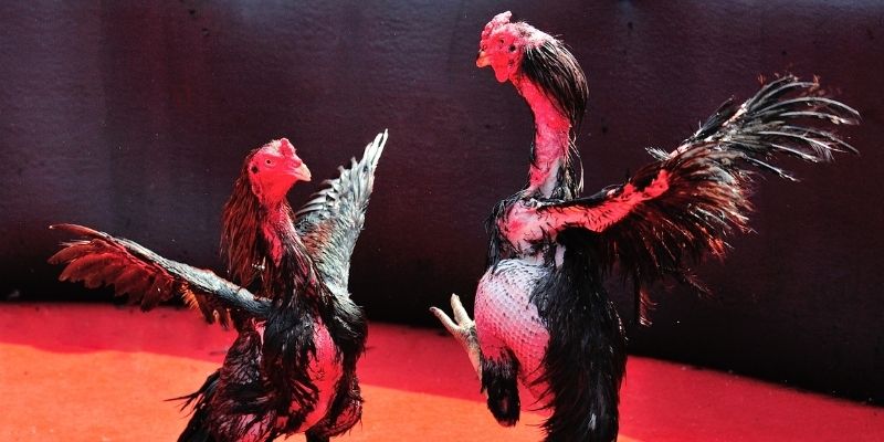 zbetvn thị trường baccarat là gì