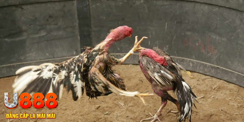 zbetvn đăng nhập tiến lên miền nam số 1